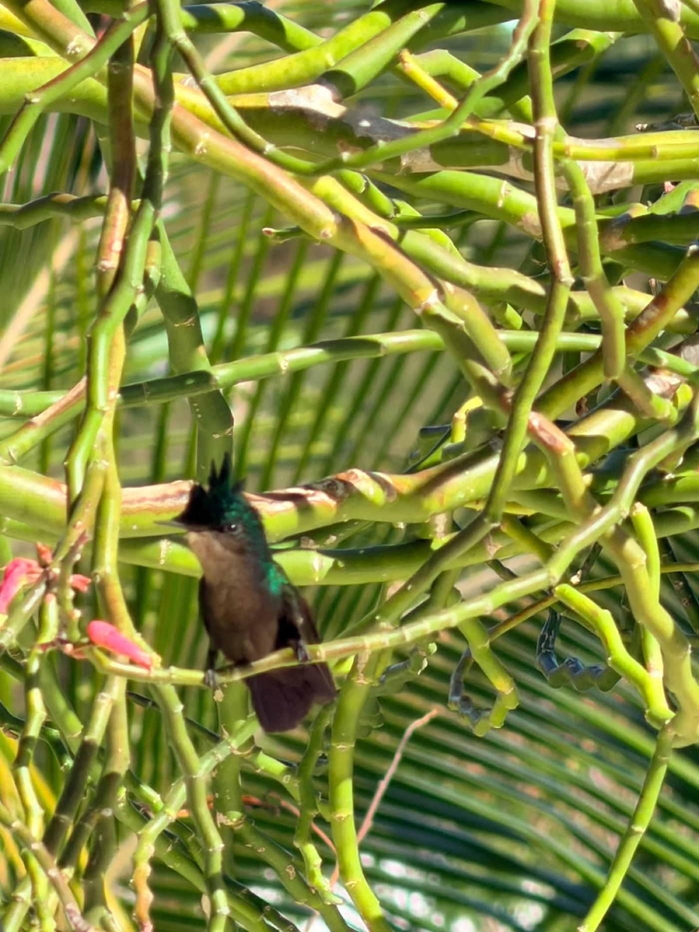 Colibri au jardin de la Villa Félicité